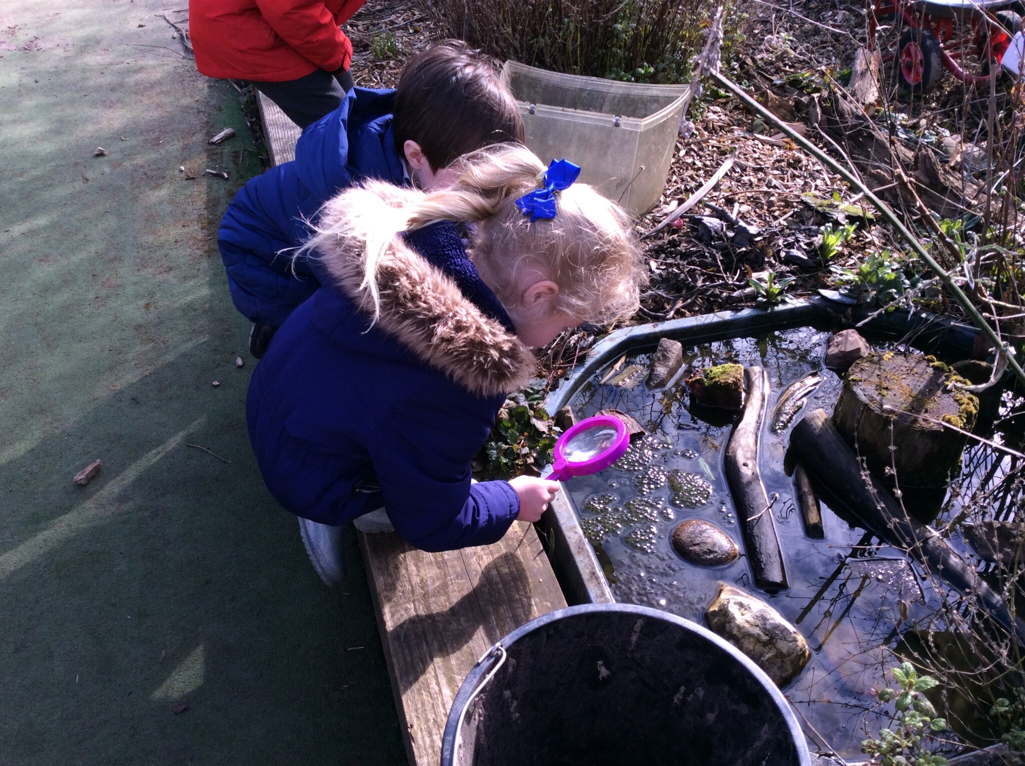 Image of Science Week - Growing Frogs